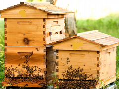 Пчелосемьи и оборудование для пчел