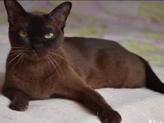 Бурманский кот 3 года приглашает на вязку