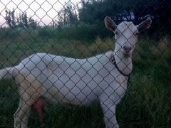 Зааненская коза