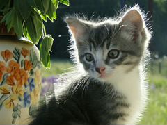 Котик от Кошки породы Невская Маскарадная