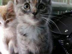 Трехцветная котёнок Эмми 2,5 месяца в добрые руки