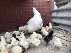 Курица и 33 цыпленка