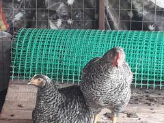 Продаю цыплят 2,5 месяца доминанты смесь с пестрым