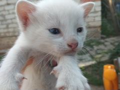Три котика. в добрые, любящие руки) рождены 1.0720