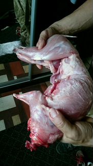 Парное мясо кролика