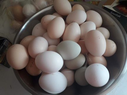 Инкубационное яйцо.Куриное и Индо-утиное
