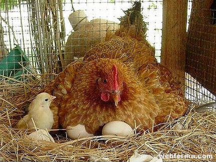 Инкубационное яйцо (Кучинская юбилейная)