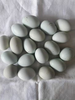 Инкубационное яйцо кур Ухейилюй