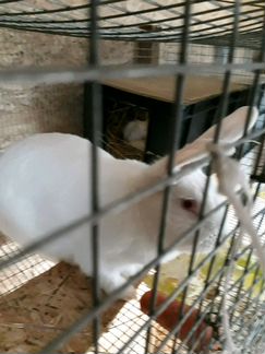 Кролики белый панон 1.5месяца