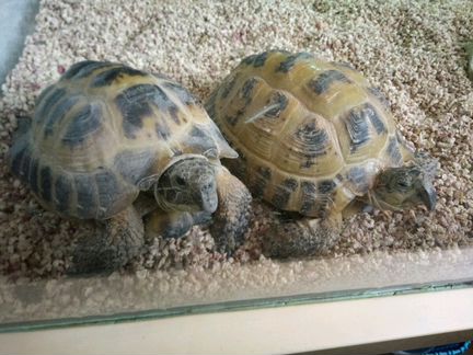 Черепахи сухопутные