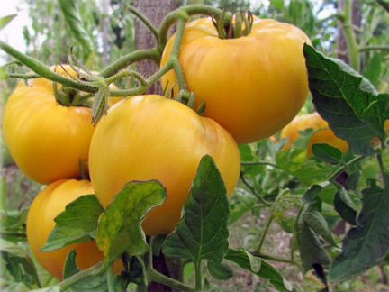 Продаю рассаду томатов