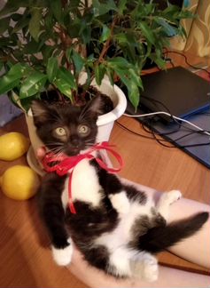 Котенок девочка Сонечка черно-белая 2,5мес