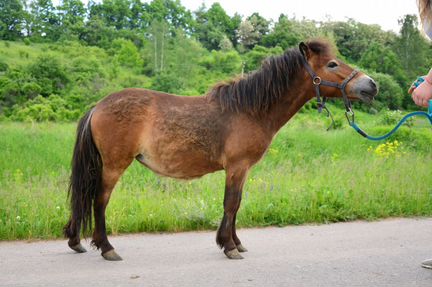 Шетленский пони