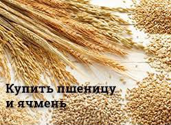 Ячмень, пшеница.k.y.n.л.ю