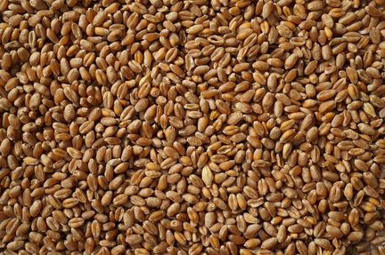 Продам зерно пшеницу