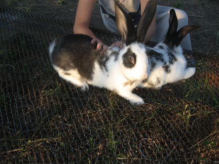 2 крольченка возраст 3 мес самец и самка