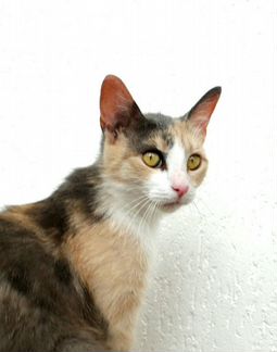 Пёстрая кошка, трёхцветка (стерилизована, привита)