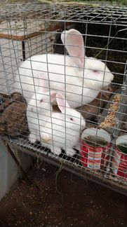 Кролики разных пород бельгийский фландр,вислоухие