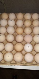 Инкубационное яйцо птицы, суточные цыплята и индюш