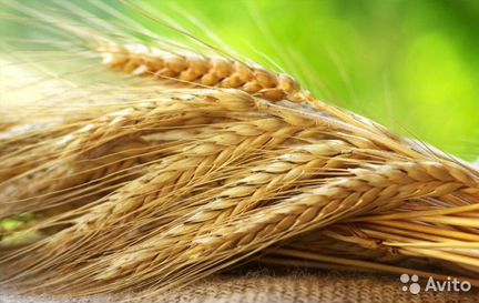 Зерно (пшеница, рожь, ячмень)