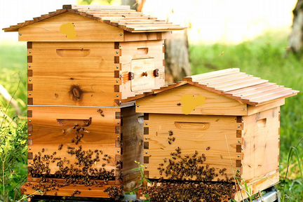 Пчелосемьи и оборудование для пчел