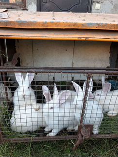Кролики белые новозеландские