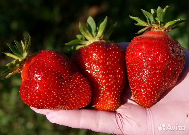 Клубника поздняя Генри. Уникальный сорт