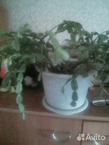 Декабрист цветок