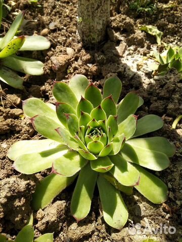 Семпервивум Молодило Каменная роза для флорариума