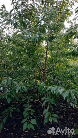 5-6 летние плодовые деревья