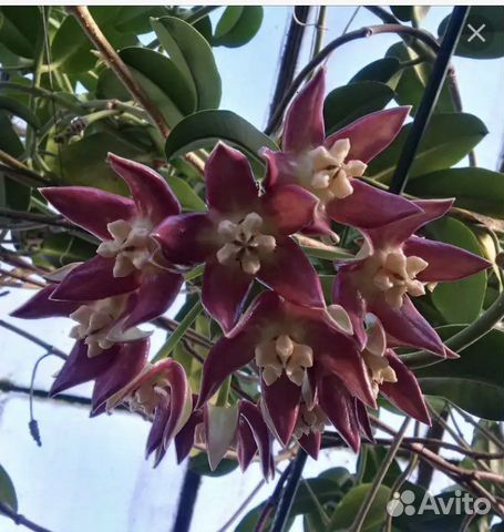 Hoya Imperialis Bloom