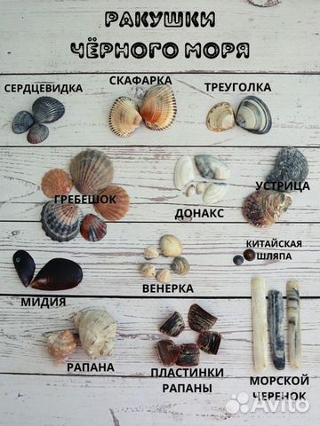 Морские ракушки для творчества