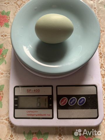 Инкубационное яйцо, цыплята кур Амераукана