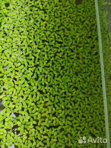 Аквариумные растения прополка