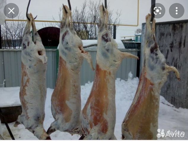 Мясо баранина свежая