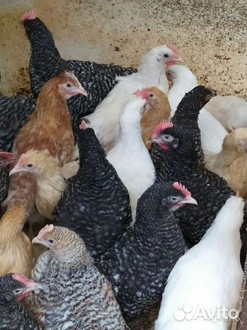 Куры несушки доминант