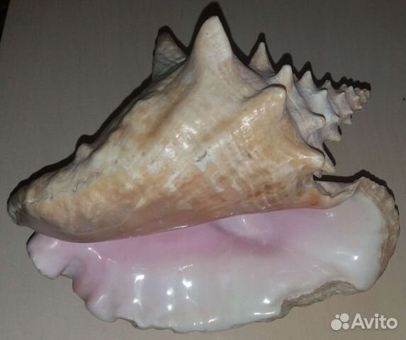 Большая морская раковина (Обмен)