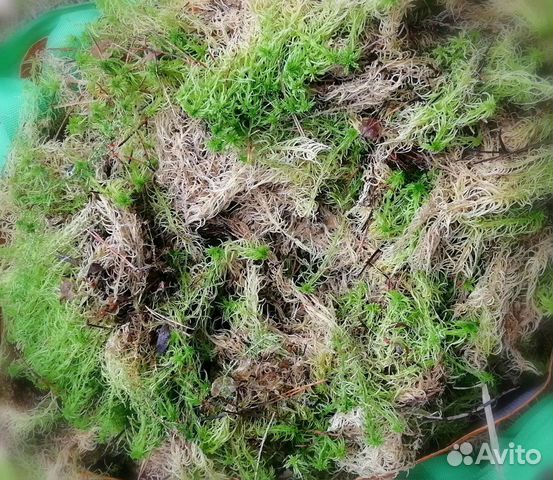 Мох сфагнум живой
