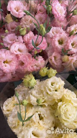 Эустома опт / розница