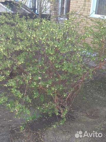 Саженцы жимолости