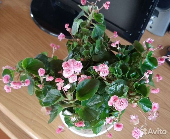 Бегония вечноцветущая махровая