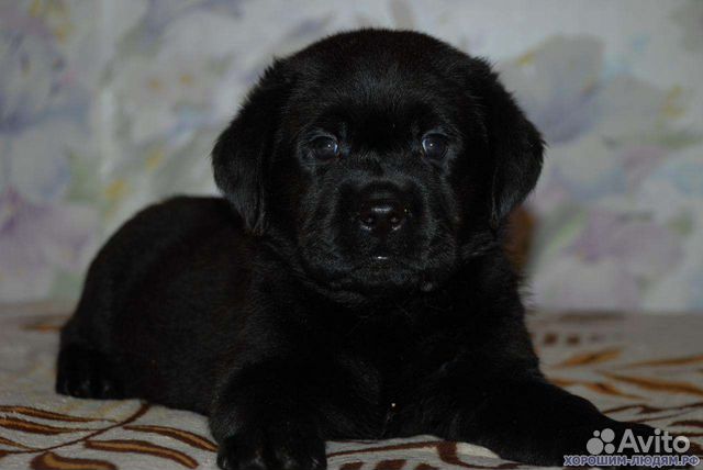 Купить собаку в астрахани. Лабрадор щенок черный 1 месяц. Лабрадор щенок черный 1,5 месяца. Лабрадор ретривер черный щенок 1 месяц. Щенок лабрадора 1 месяц.