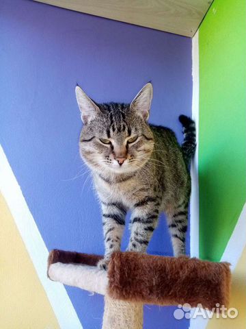 Котята отдам бесплатно