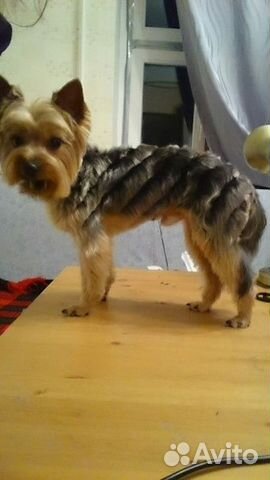 Стрижка собак и кошек Стрижка собак и кошек