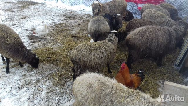 Продажа овец, баранов и ягнят для разведения купить на Зозу.ру - фотография № 2