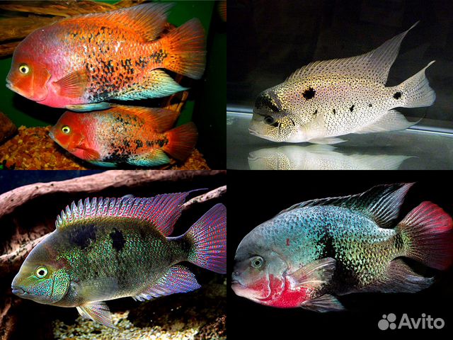 Акара,Блю Демпси,Северумы,Вьехи,Меека,Астронотусы