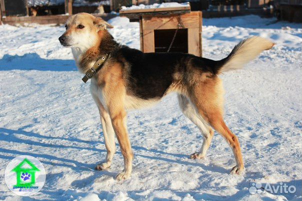 Очень преданная и любящая собака в дом, стерильна купить на Зозу.ру - фотография № 1