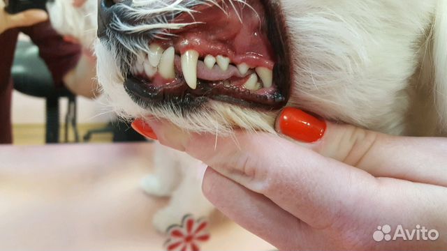 Ультразвуковая чистка зубов у собак декоративных п