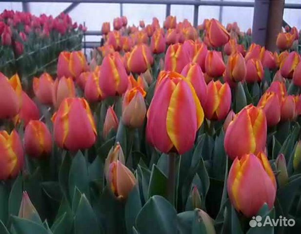 Тюльпаны к 8 марту
