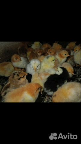 Цыплята купить на Зозу.ру - фотография № 6
